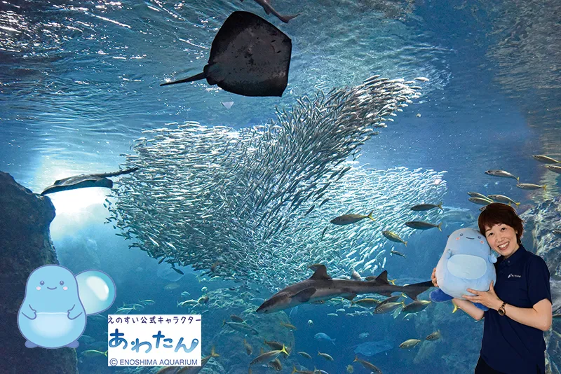 株式会社 新江ノ島水族館