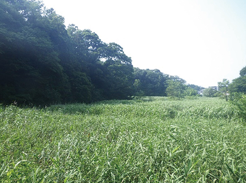 みどりを守るため