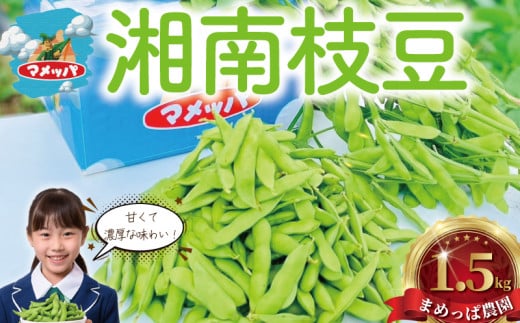 枝豆 えだまめ 1.5kg (500g×3袋) 先行予約 【2025年7月発送】 湘南産　期間限定　藤沢市まめっぱ農園