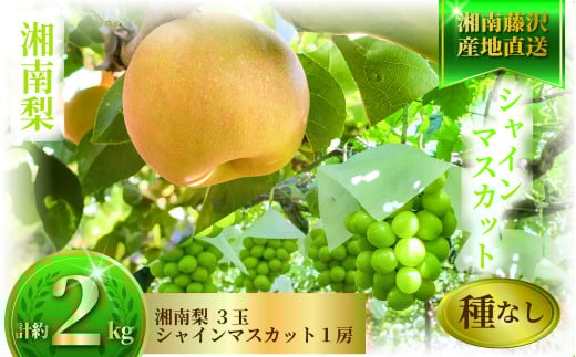 【9月中旬発送】シャインマスカット 梨 2kg セット 詰め合わせ 神山果樹園