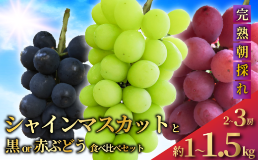 シャインマスカット と 黒ぶどう or 赤ぶどう の 食べ比べ セット