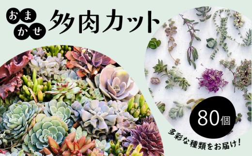 お任せ 多肉植物 カット 苗 80個