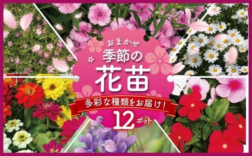 季節の花苗おまかせ　12ポット