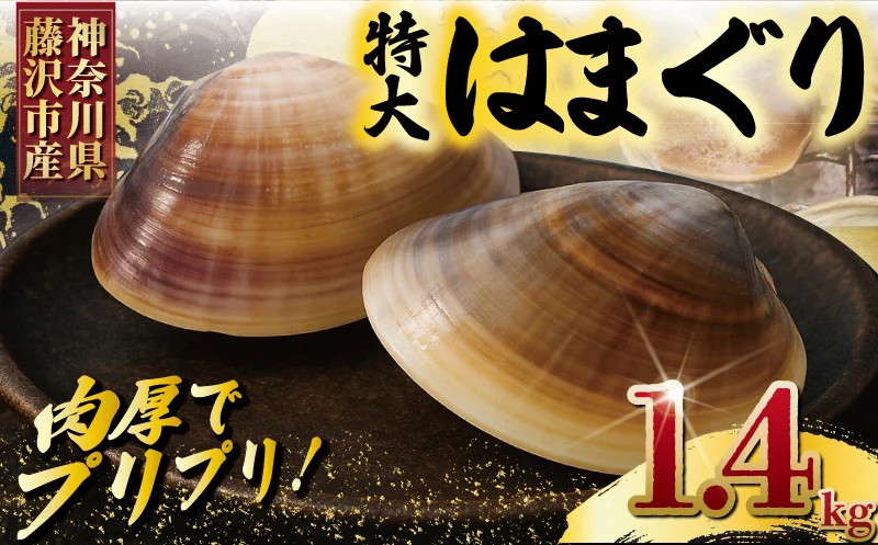 大粒！湘南はまぐり　1.4kg